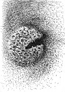 Seedpod Too Drawing by Franci Hepburn