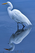 Seeing Double Photograph by Pamela McDaniel Seeing Double Photograph by Pamela McDaniel