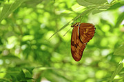 Seeing Green -- Julia Longwing Butterfly at the Santa Barbara Museum of Natural History, California Photograph by Darin Volpe Seeing Green -- Julia Longwing Butterfly at the Santa Barbara Museum of Natural History, California Photograph by Darin Volpe