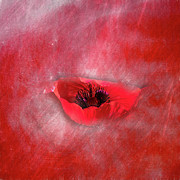 Seeing RED- Poppy Love Photograph by Cheri Freeman Seeing RED- Poppy Love Photograph by Cheri Freeman