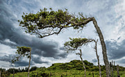 Self-seeking trees Photograph by Micah Offman