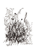 Self-Sown Drawing by Joseph A Langley