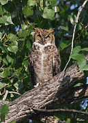 September Owl Painting by Vallee Johnson