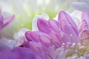 Serene and Delicate Flowers Photograph by Laura Leatherwood Serene and Delicate Flowers Photograph by Laura Leatherwood