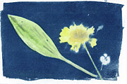 Serene Floral Essence Photograph by Elizabeth Reich