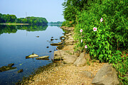 Serene River Laced With Hibiscus Flowers Photograph by Victoria Plut