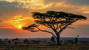 Serengeti Sunrise Photograph by Ian Stotesbury