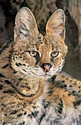 Serval Portrait Wildlife Rescue Photograph by Dave Welling