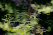 Shades of Green Photograph by Linda Bonaccorsi