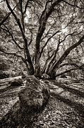 Shadow Tree Photograph by Vincent Bonafede