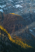 Shafts of light on autumn colours, Valley of the Ten Peaks, Banff National Park, Alberta, Canada Photograph by Neale And Judith Clark