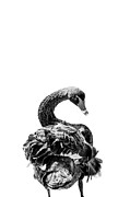 Shake Your Tail Feathers Photograph by Az Jackson