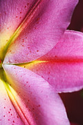 Shapes Of Lily Photograph by Joy Watson