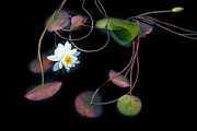 She Speaks to the Leaves of Love Photograph by Marilyn Cornwell She Speaks to the Leaves of Love Photograph by Marilyn Cornwell