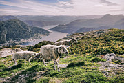 Sheep in Norway Photograph by Olivier Le Queinec