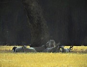 Sheep In The Shade Of The Old Red Gum On A Hot Summer Day by Joan Stratton Mixed Media by Joan Stratton