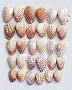 Shelling Photograph by Kathi Mirto