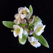 Shepherds Purse Photograph by Joy Garso