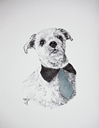 Shih Tzu with Necktie Drawing by Terri Mills Shih Tzu with Necktie Drawing by Terri Mills