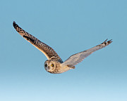 Short Eared Flight Photograph by James Overesch