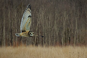 Short Eared Owl Flyby Digital Art by Jerry Dalrymple