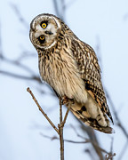 Shorty Photograph by James Overesch