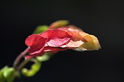 Shrimp Plant Photograph by Joy Watson Shrimp Plant Photograph by Joy Watson