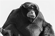 Siamang Portrait in Black and White Photograph by Bentley Davis