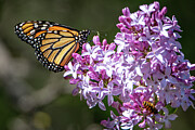 Signs of Spring Photograph by Amfmgirl Photography
