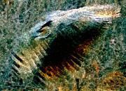 Silent Flight Digital Art by Vallee Johnson