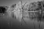 Silent Symmetry - Snag Trees and Bare Branches in Black and White Photograph by Brigitte Blanchette Thompson Silent Symmetry - Snag Trees and Bare Branches in Black and White Photograph by Brigitte Blanchette Thompson