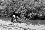Silent Trails - Palomino and Cowboy in Monochrome Photograph by Brigitte Blanchette Thompson Silent Trails - Palomino and Cowboy in Monochrome Photograph by Brigitte Blanchette Thompson
