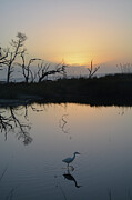 Silhouetted Trees and Bird at Sunrise on Jekyll Island Photograph by Bruce Gourley
