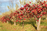 Silmaril Farm Apples Photograph by Marilyn Cornwell
