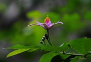 Simple Beauty Painting by Vallee Johnson
