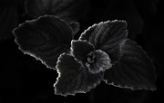 Simplicity Photograph by Tracy Smith
