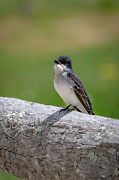 Sing for Spring Photograph by Linda Bonaccorsi