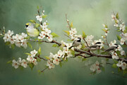 Sing Your Own Song Bird Art Photograph by Jai Johnson