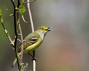 Singing White-eyed Vireo  Photograph by Kristia Adams