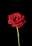 Single American Beauty Rose on Black Photograph by Charles Floyd Single American Beauty Rose on Black Photograph by Charles Floyd