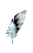 Single Blue and Gray Feather Photograph by Sharon Popek