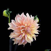 Single Peach Dahlia 2 Photograph by Julie Palencia
