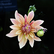 Single Peach Dahlia Photograph by Julie Palencia