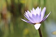 Single Water Lilly Photograph by Tammie M Phillips