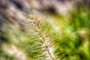 Singular Blade of Grass Photograph by Evan Foster