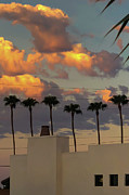 Six Palms Photograph by Grey Coopre Six Palms Photograph by Grey Coopre