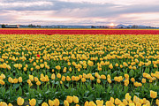 Skagit Tulip Digital Art by Michael Lee