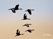 Skein of ducks Photograph by David McKinney Skein of ducks Photograph by David McKinney
