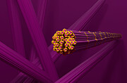 Skeletal muscle fibres, illustration Drawing by Nemes Laszlo/science Photo Library