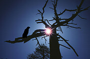 Skeleton Tree Photograph by William Gunn